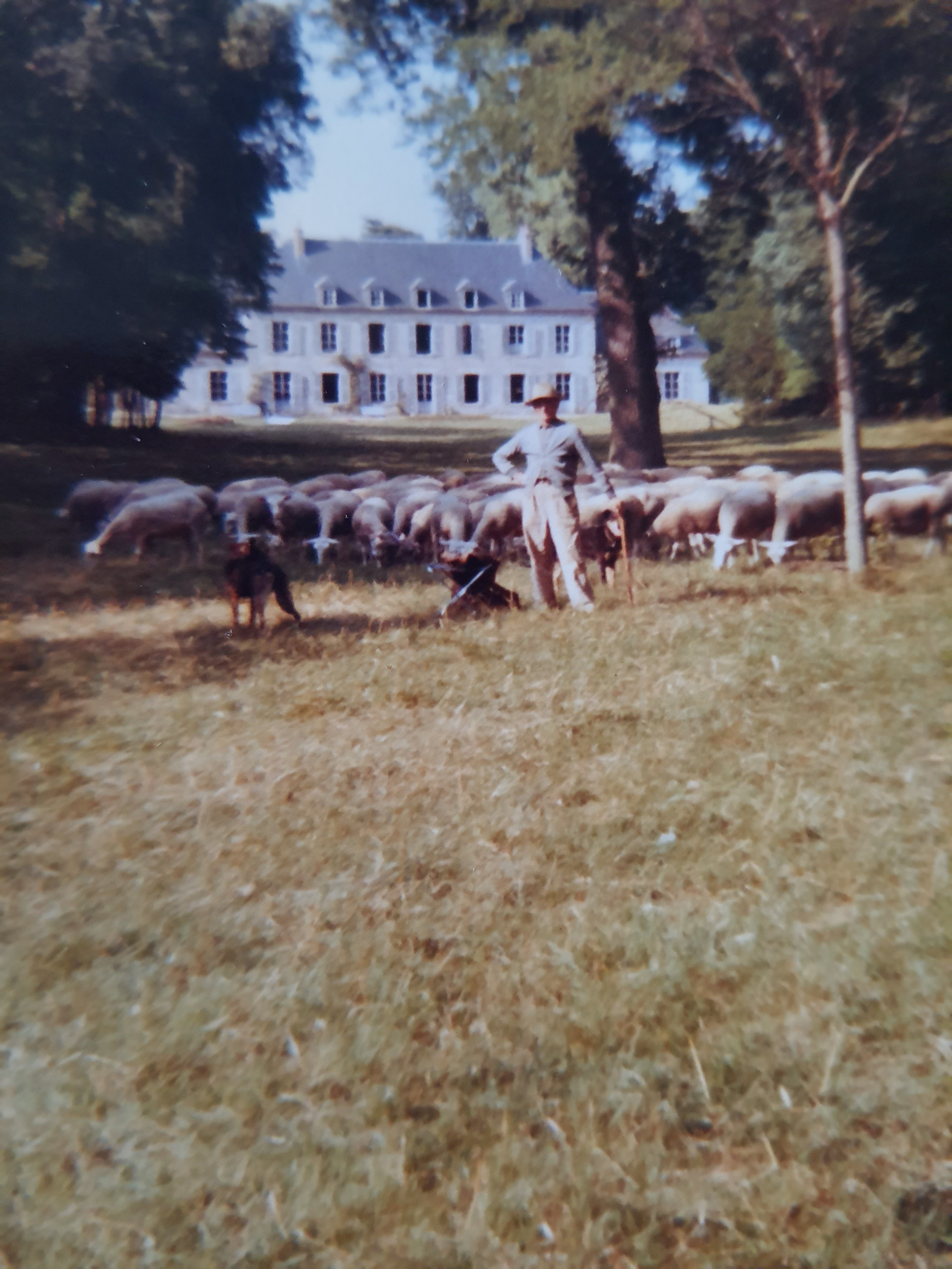 Les moutons au château